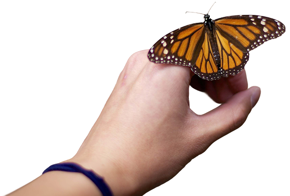 monarch butterfly on hand